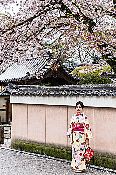 传统,衣服,女人,和服,花,樱桃树,袛园,艺伎,地区,关东地区,本州,日本