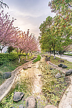 日落下的公园道路小溪和樱花
