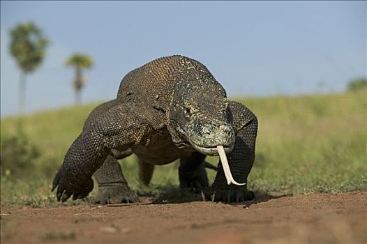 科摩多巨蜥,科摩多龙,舌头,气味,科莫多国家公园,印度尼西亚