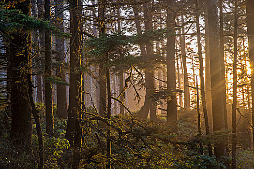 日落,光线,树林,赫西塔角,国家森林,俄勒冈,美国
