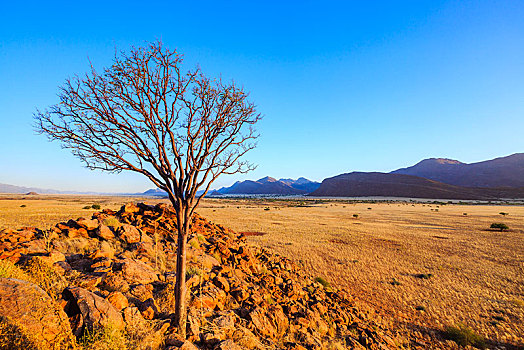 树,石头,山,区域,纳米比亚,非洲