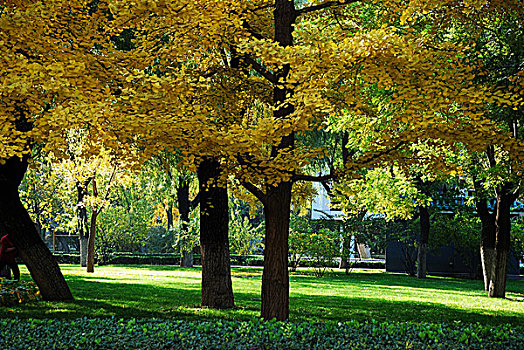 公园里秋天金黄色的银杏树和绿树的草地