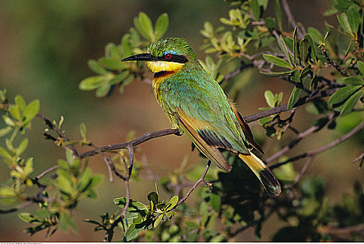小,食蜂鸟,博茨瓦纳,非洲