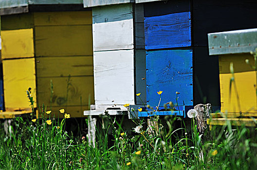 蜜蜂,家,草地,花,翠绿,草,春天