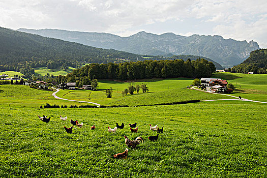 高兴,放养,鸡,母鸡,草地,农场,靠近,贝希特斯加登地区,地区,上巴伐利亚,巴伐利亚,德国,欧洲