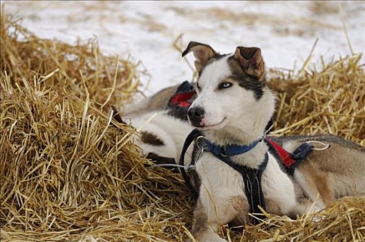 哈士奇犬,马具,卧