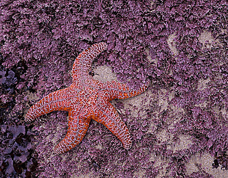 俄勒冈海岸,艾科拉州立公园,赭色,海星