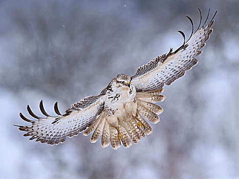 美国兀鹰,鵟,白色,降落,靠近,亮光,雪,生物保护区,巴登符腾堡,德国,欧洲