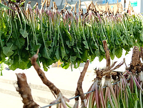 蒲公英制茶,野菜