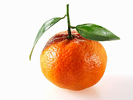 柑橘,叶子