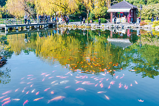 杭州西湖景区花港观鱼