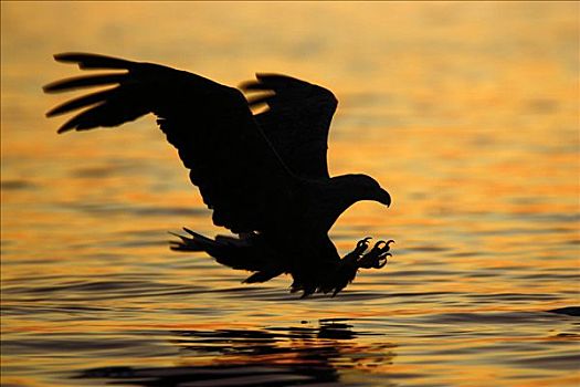 白尾鹰,白尾海雕,惊人,鱼,日落,挪威