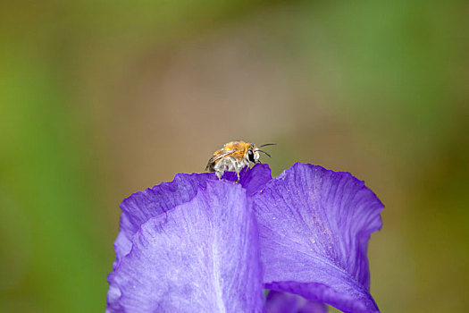 小,大黄蜂,紫罗兰,花