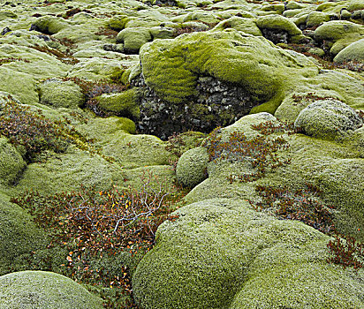 苔藓,垫子,熔岩原,南,冰岛