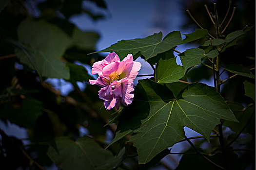 美丽的芙蓉花,木芙蓉,拒霜花,木莲,地芙蓉,华木