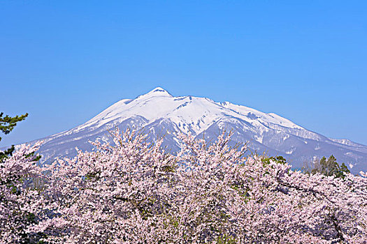 磐城,河,公园,山,盛开,樱花