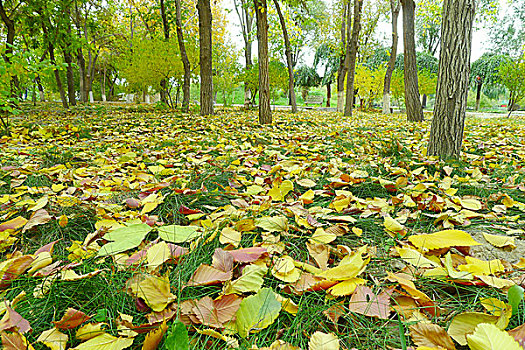 秋天铺满金黄落叶的草地