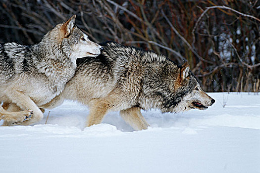 灰狼,犬属,雪中,冬天,蒙大拿,俘获