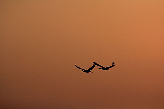 在橙色天空中展翅高飞的两只黑颈鹤