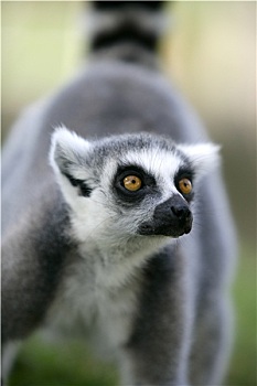 马达加斯加,环尾狐猴