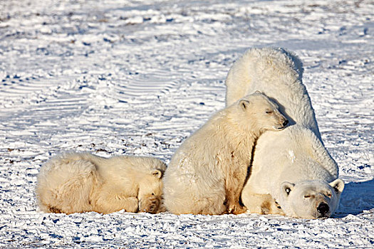 北极熊,母兽,幼兽,睡觉,曼尼托巴,加拿大