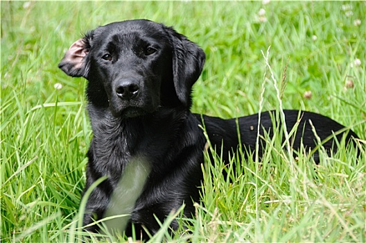 黑色拉布拉多犬,卧,草