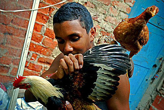 男孩,家禽,一个,加拉加斯,委内瑞拉,五月,2009年