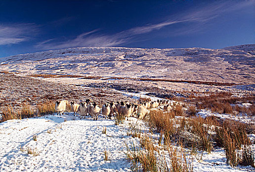 绵羊,雪中,爱尔兰