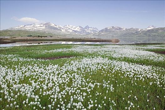 湿地,羊胡子草,湖,尤通黑门山,奥普兰,挪威