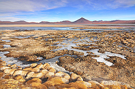玻利维亚,泻湖,红色,浅,盐湖,西南方,高原,安第斯,动物,国家级保护区