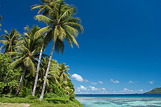 椰树,椰,岛屿,密克罗尼西亚,太平洋