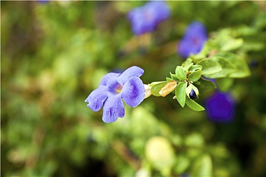 紫色,凤仙花属植物,印度,野花,芽