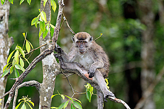 长尾,短尾猿,树,沙巴,婆罗洲,马来西亚,亚洲