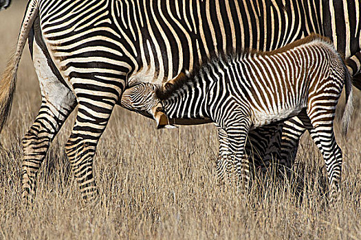 斑马,细纹斑马,幼兽,小马,哺乳,莱瓦野生动物保护区,北方,肯尼亚