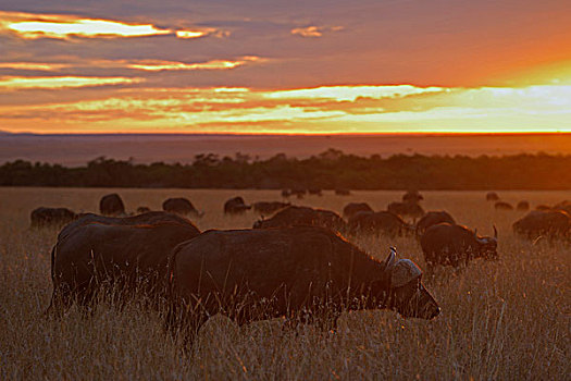 牧群,非洲水牛,南非水牛,日出,马赛马拉国家保护区,肯尼亚,非洲