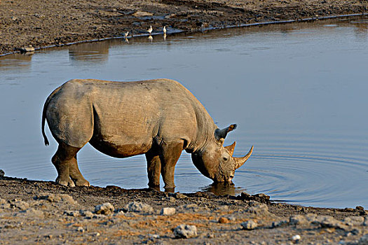 犀牛,黑犀牛,喝,水潭,埃托沙国家公园,纳米比亚,非洲