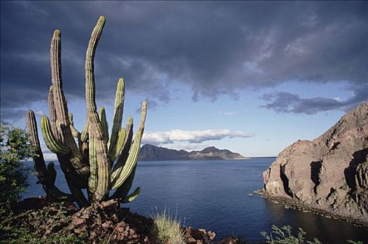 岛屿,科特兹海,北下加利福尼亚州,墨西哥