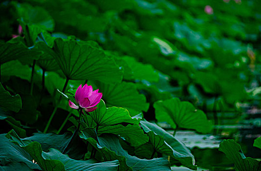 紫竹院公园荷花塘