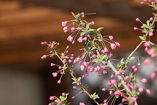 山东省青岛市花卉