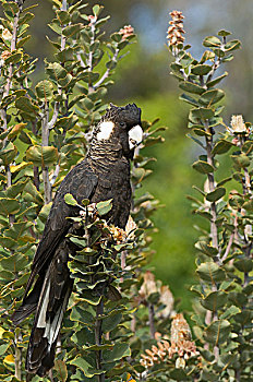 黑色,美冠鹦鹉,深红色,拔克西木属,山,西澳大利亚州,澳大利亚