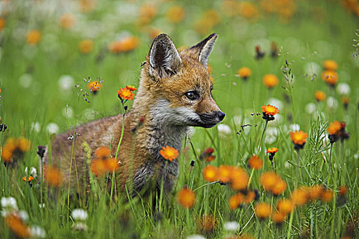 红狐,狐属,幼兽,专注,序列,自然,野生动物,动物,哺乳动物,食肉动物,狐狸,孩子,小,可爱,栖息地,观注,发现,玩,户外,草地,花
