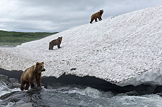 棕熊,母亲,觅食,三文鱼,看,堪察加半岛,俄罗斯
