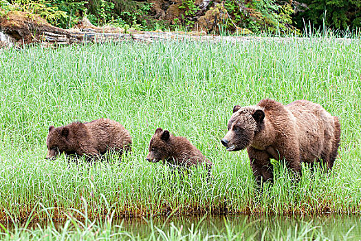 母熊,棕熊,两个,幼兽,享受,高蛋白,莎草,草,防护,保存,北方,王子,北海岸,不列颠哥伦比亚省,加拿大