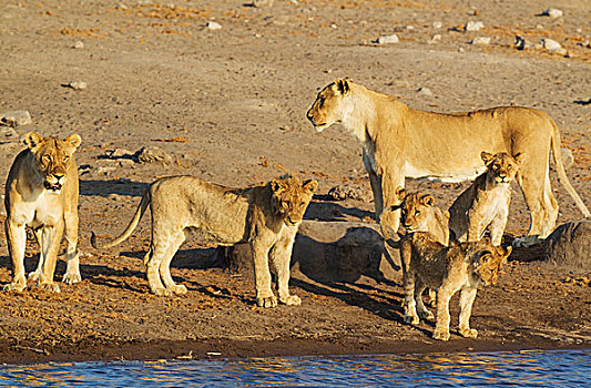 狮子,两个,女性,三个,幼兽,一个,亚成体,雄性,正面,中心,水坑,埃托沙国家公园,纳米比亚,非洲