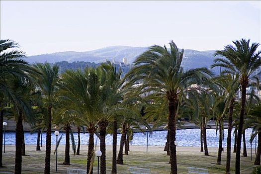 棕榈树,水边,帕尔马,马略卡岛,巴利阿里群岛,西班牙,欧洲