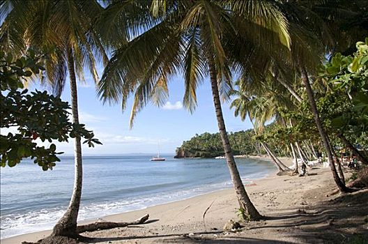 棕榈树,海滩,萨玛纳,省,多米尼加共和国