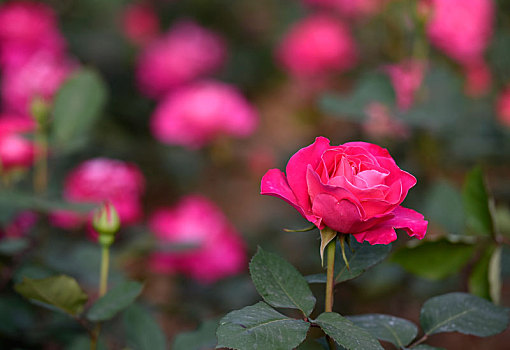 江苏淮安市花月季花