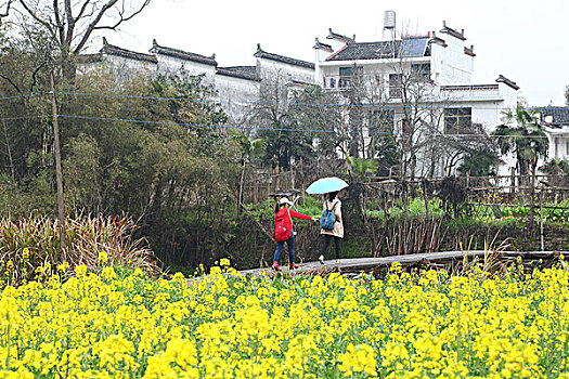 婺源,春天,油菜花,徽派,建筑,思溪延村,风情,风景,风光,乡村,民居