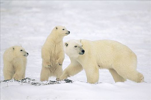 北极熊,母兽,丘吉尔市,曼尼托巴,加拿大