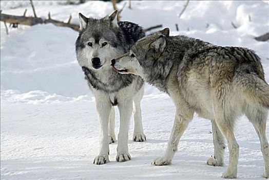 两个,灰狼,站立,雪中,狼
